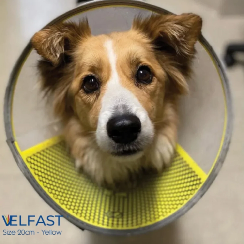 Velfast_Collar_20cm