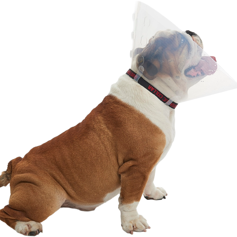 E-collar_Brachycephalic_2