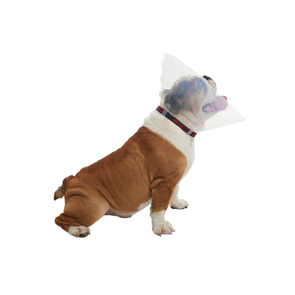 E-collar_Brachycephalic_2