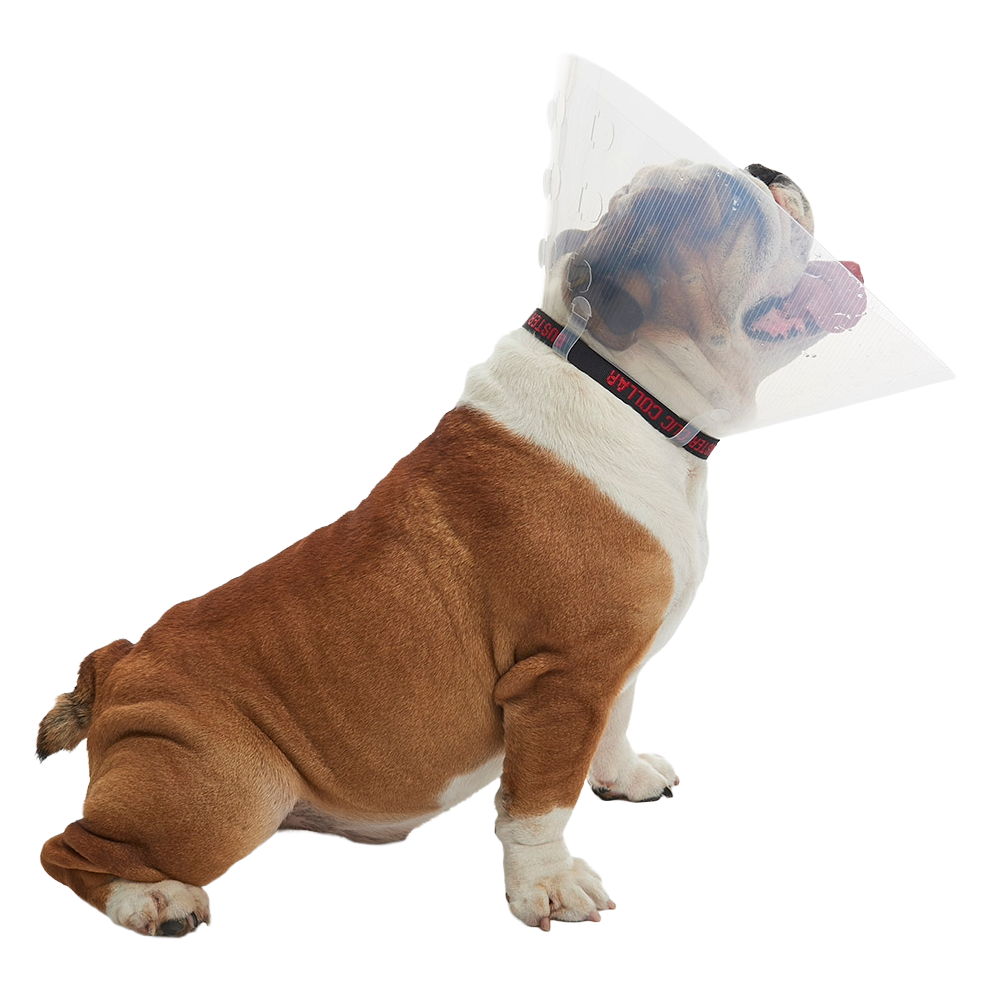 E-collar_Brachycephalic_2