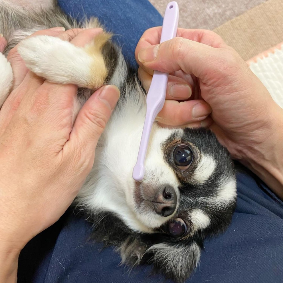 orabio_dogs_cats_lavender_set_toothbrush_4