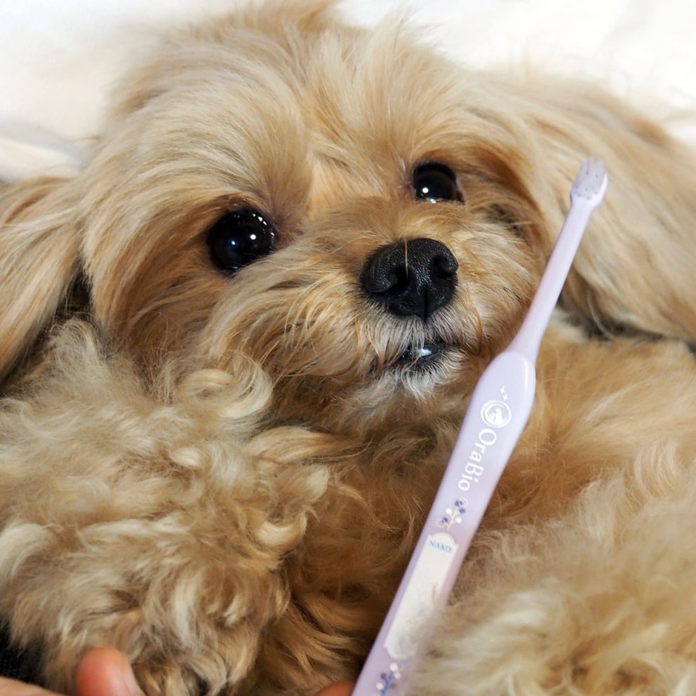 orabio_dogs_cats_lavender_set_toothbrush_5