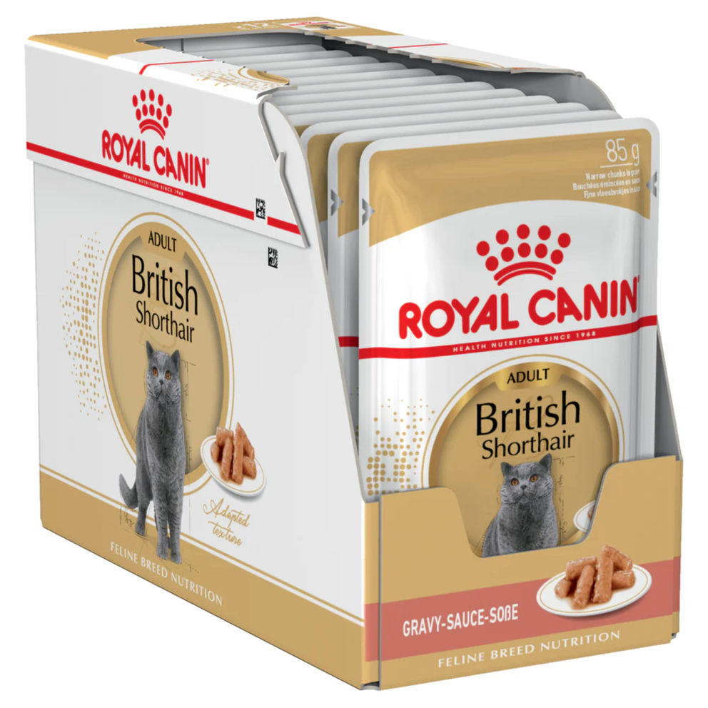 British_Shorthair_Adult_Gravy_1