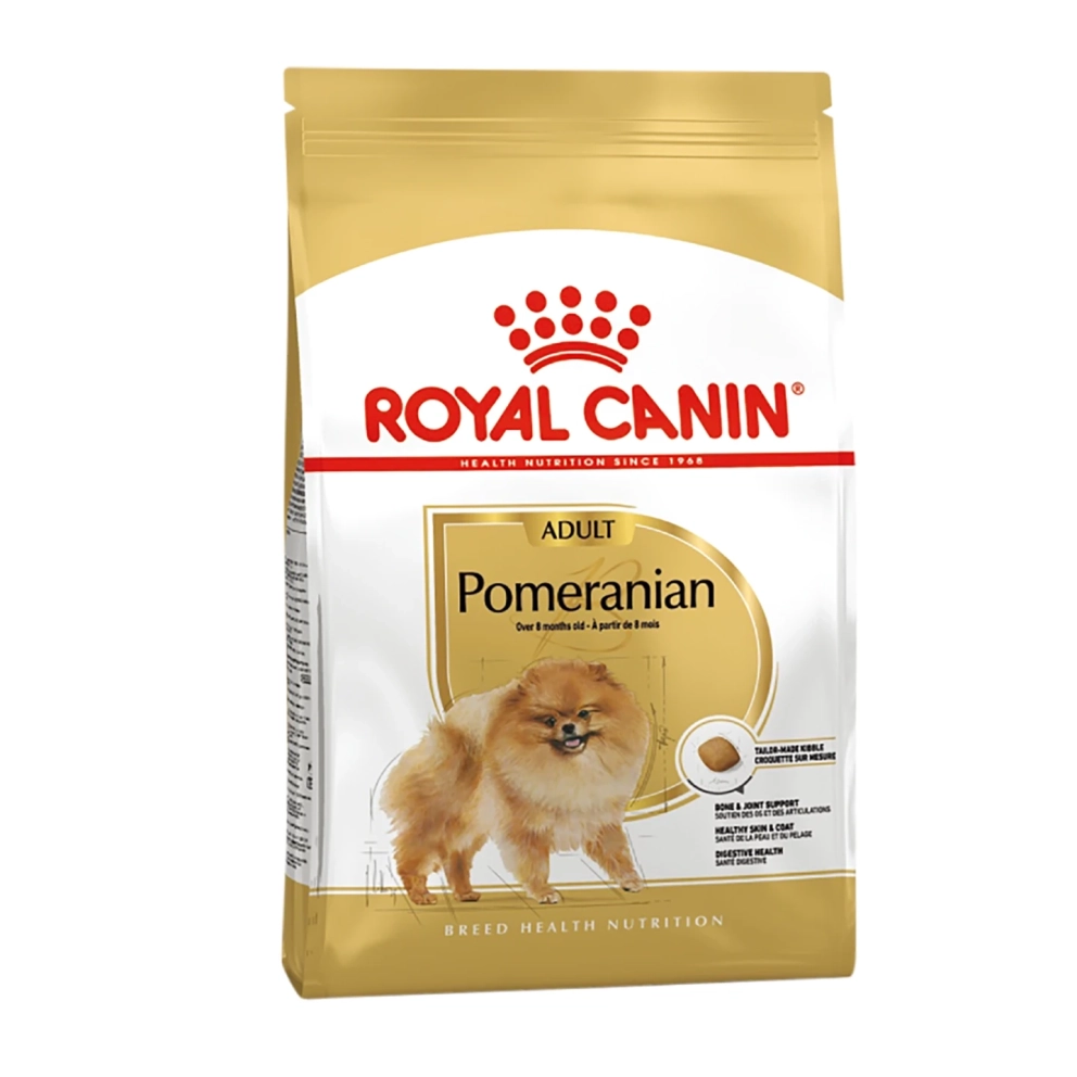Pomeranian_Adult