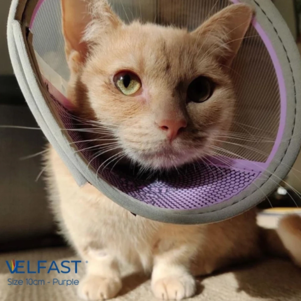 Velfast_Collar_10cm