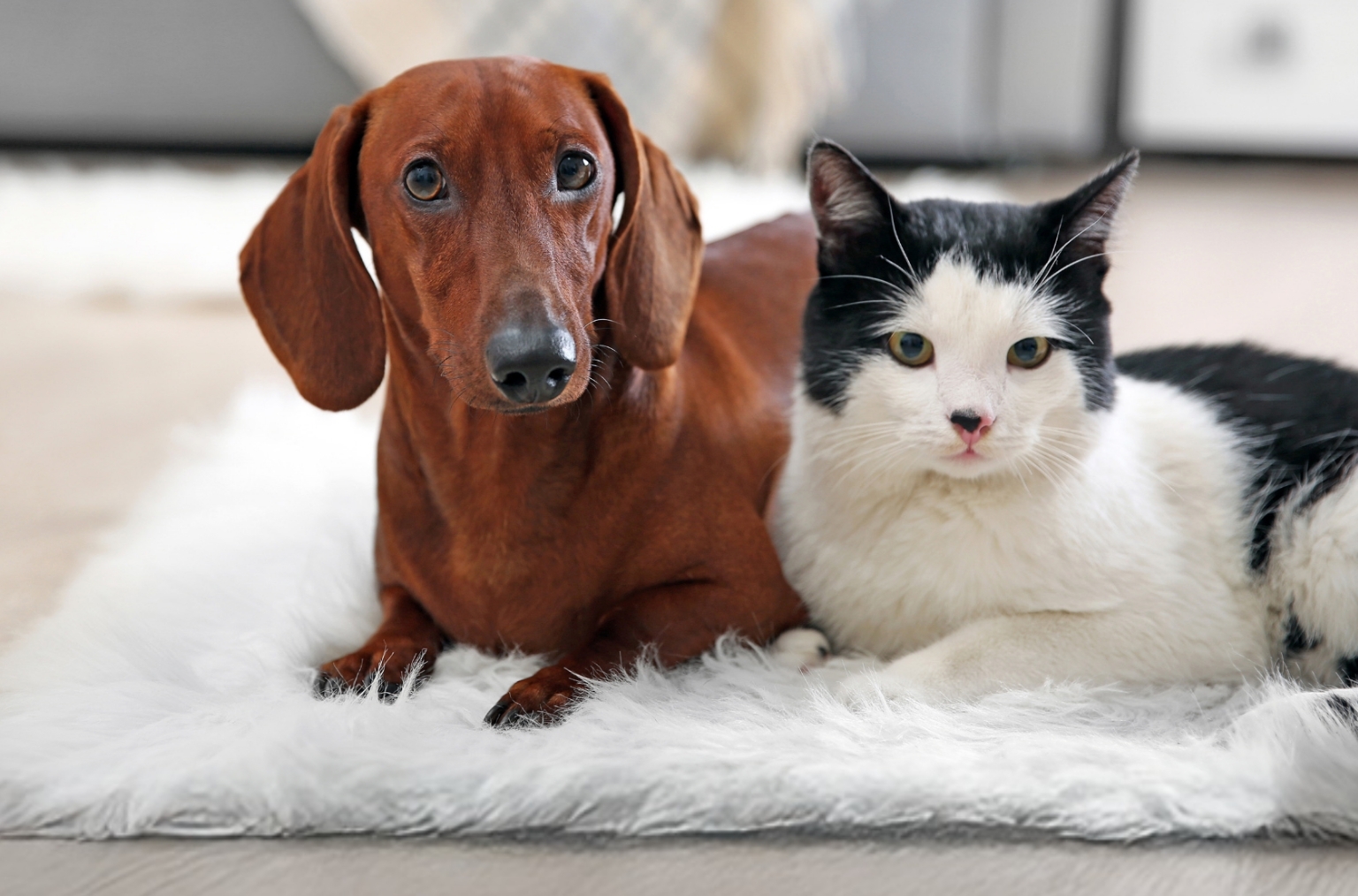 img-delivery-background-tab&amp;m