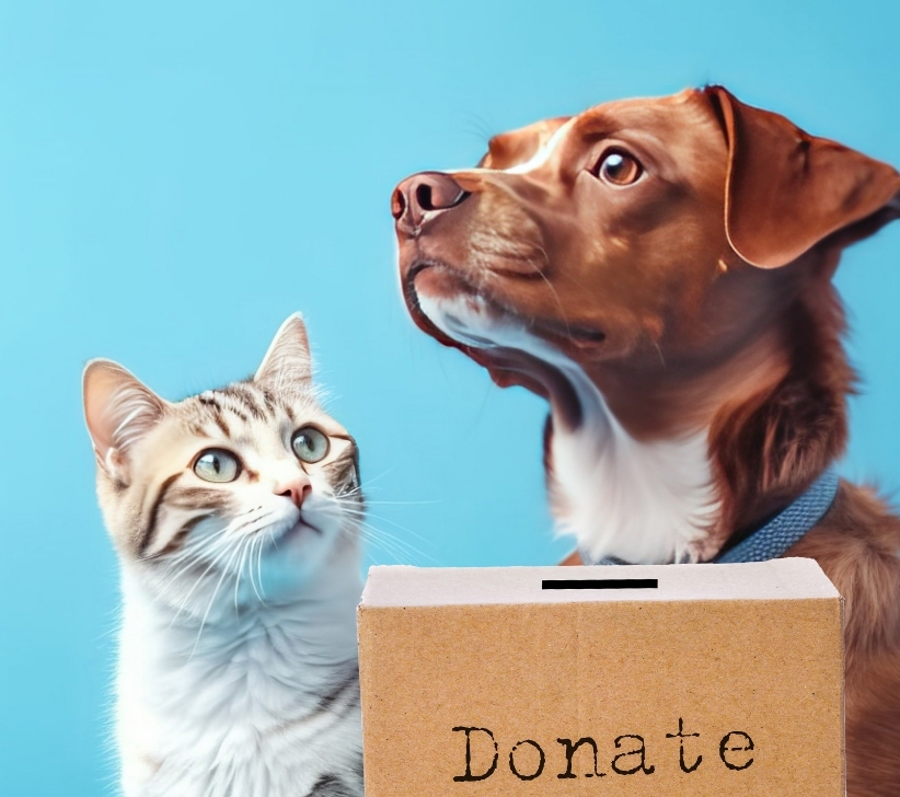 Self Photos / Files - img-shortcuts-1