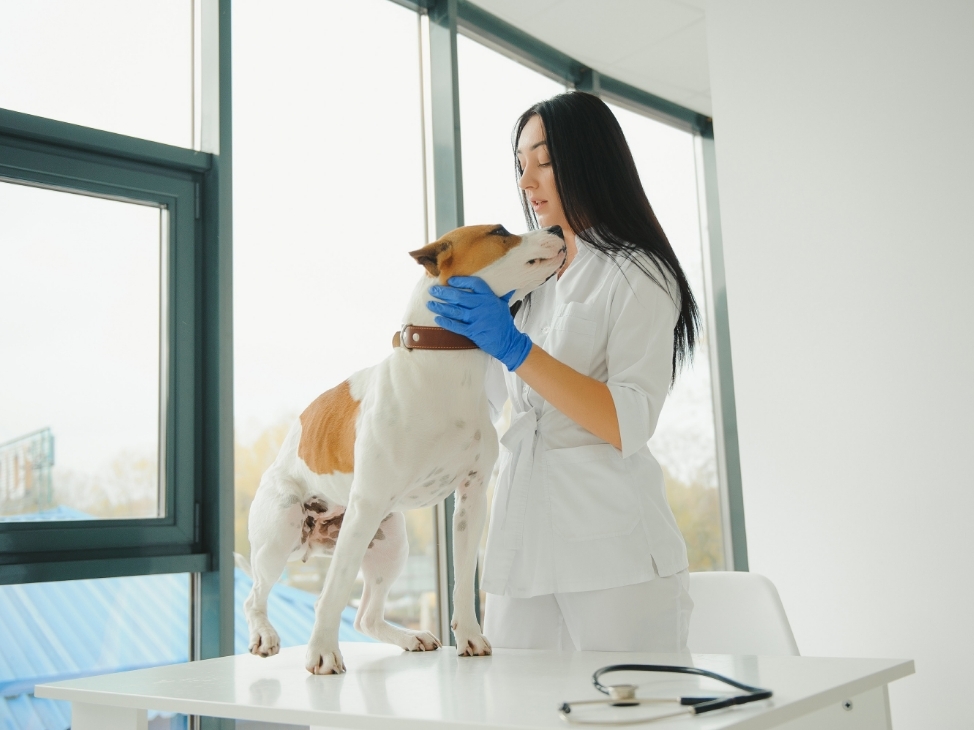 Self Photos / Files - img-editor-dummy-2