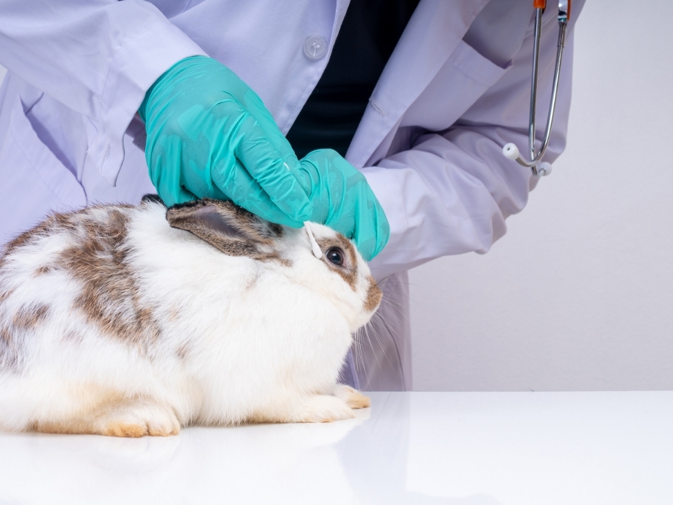 Self Photos / Files - img-editor-dummy-1